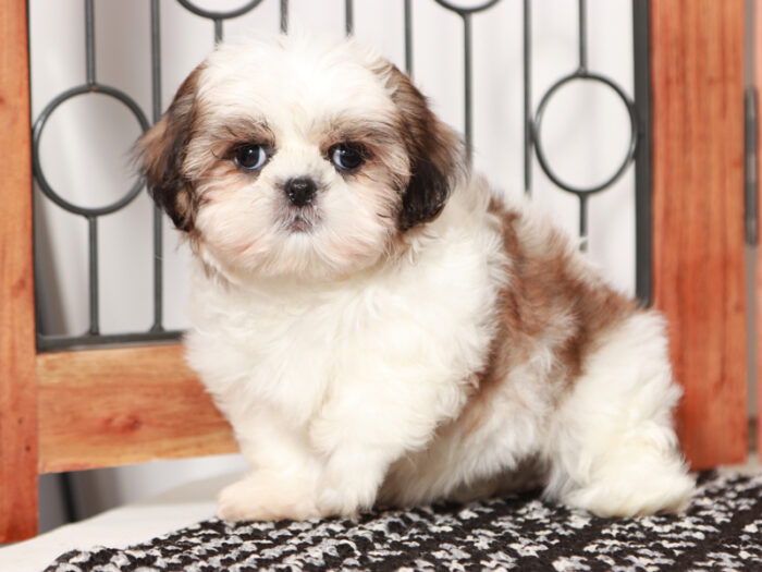 Sally - Loving female Shih Tzu Puppy For Sale - Image 2