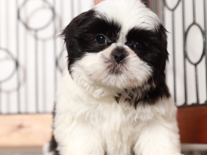 shih-tzu