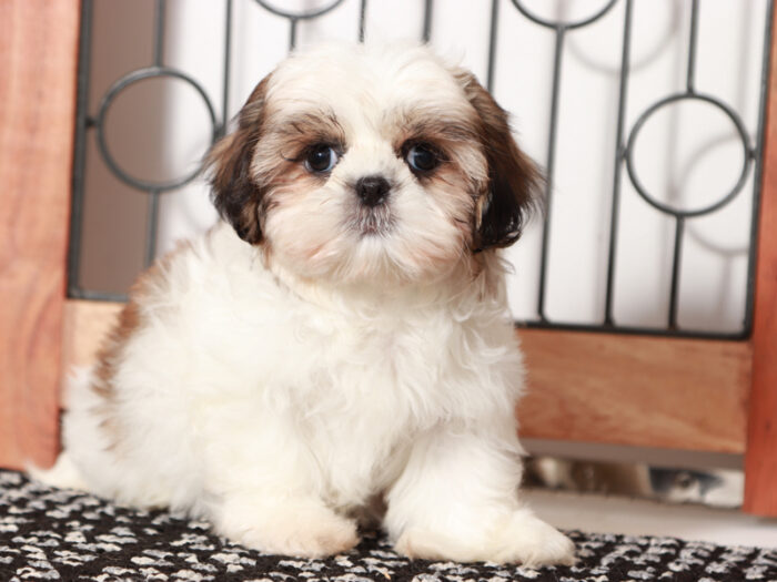 Sally - Loving female Shih Tzu Puppy For Sale - Image 3