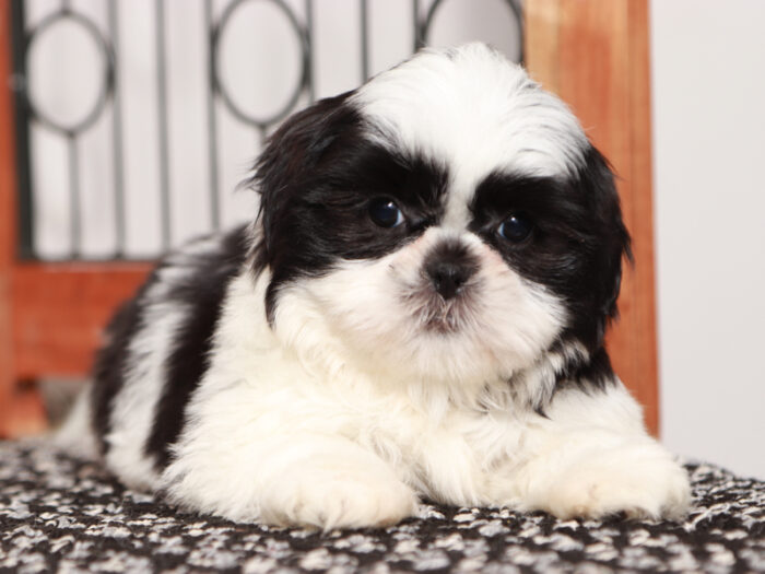 Sally - Loving female Shih Tzu Puppy For Sale - Image 4