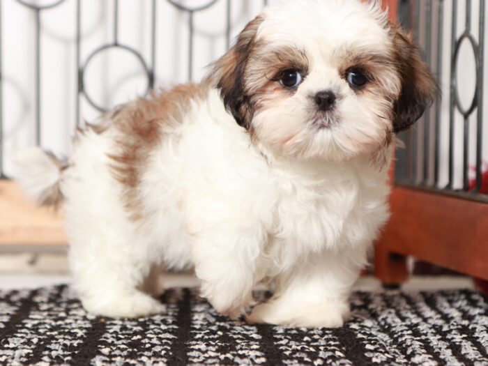 Sally - Loving female Shih Tzu Puppy For Sale - Image 4