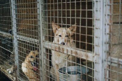 Municipal Shelter for dogs in Russia