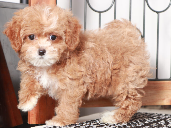 Sasha- Cute Female Shih-Poo Puppy For Sale