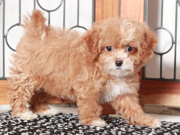 Sasha- Cute Female Shih-Poo Puppy For Sale - Image 2