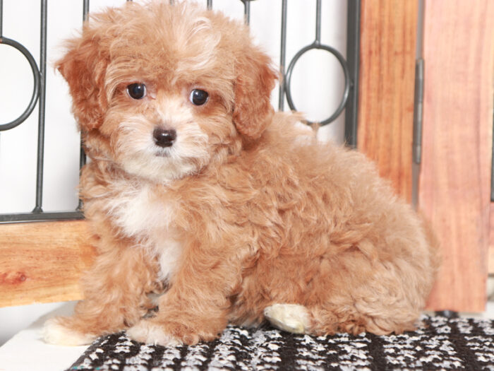 Sasha- Cute Female Shih-Poo Puppy For Sale - Image 3