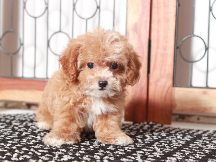 Sasha- Cute Female Shih-Poo Puppy For Sale - Image 4
