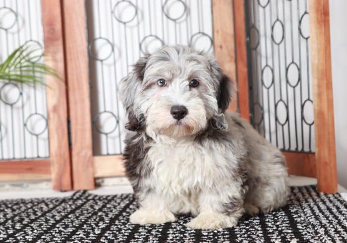 Sawyer - Happy Blue Merle Male F1B Aussie-Poo Puppy