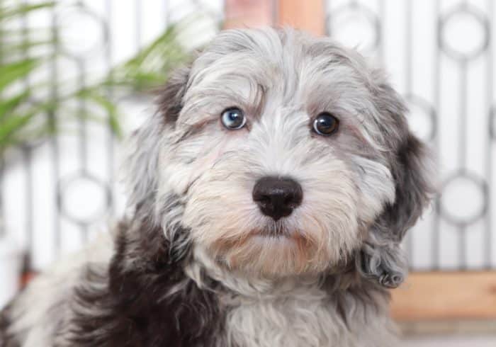 Sawyer - Happy Blue Merle Male F1B Aussie-Poo Puppy - Image 2