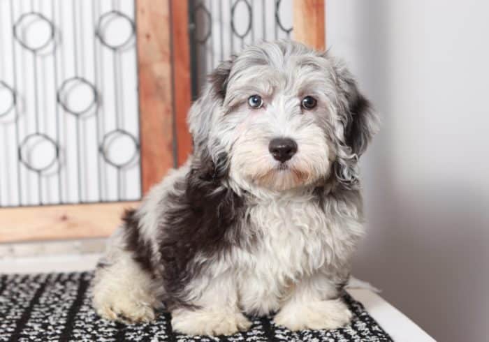 Sawyer - Happy Blue Merle Male F1B Aussie-Poo Puppy - Image 3