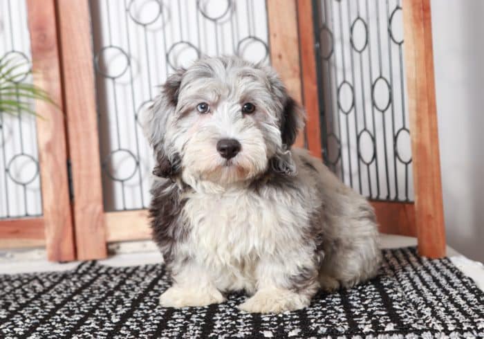 Sawyer - Happy Blue Merle Male F1B Aussie-Poo Puppy - Image 4