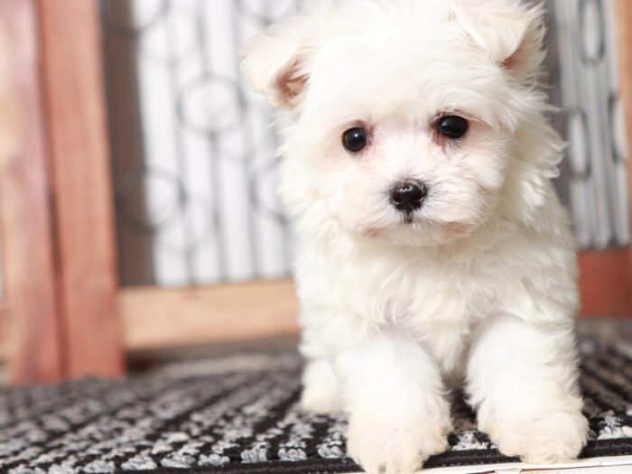 Scooter - Cuddly Maltese Puppy For Sale in Florida