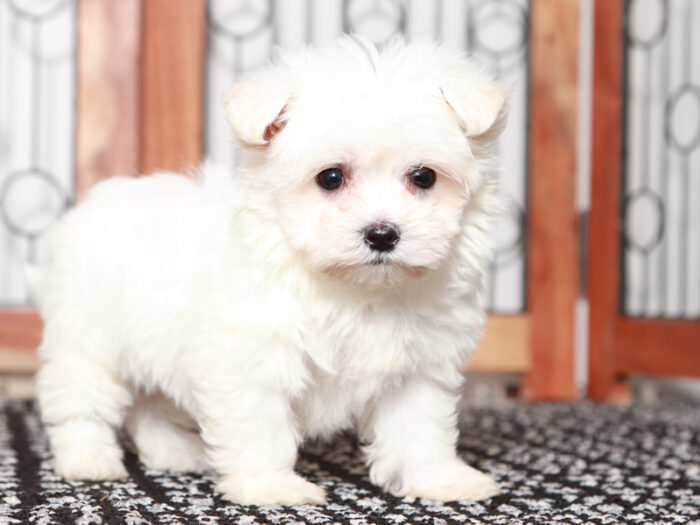 Scooter - Cuddly Maltese Puppy For Sale in Florida - Image 2