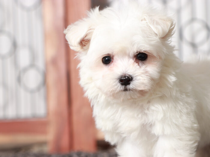 Scooter - Cuddly Maltese Puppy For Sale in Florida - Image 3