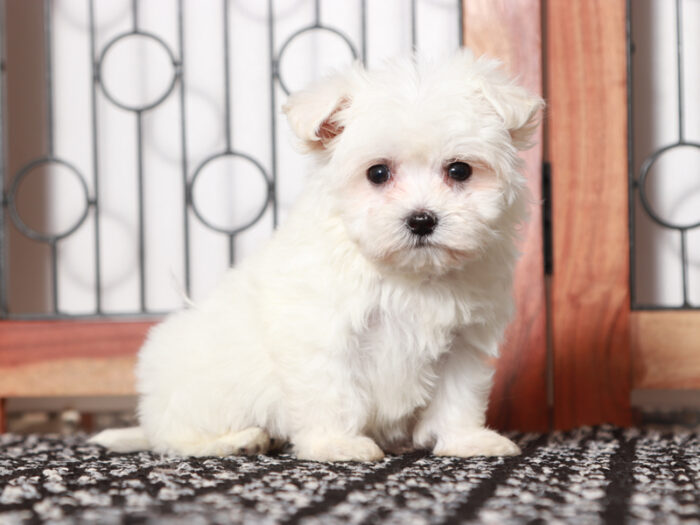 Scooter - Cuddly Maltese Puppy For Sale in Florida - Image 4