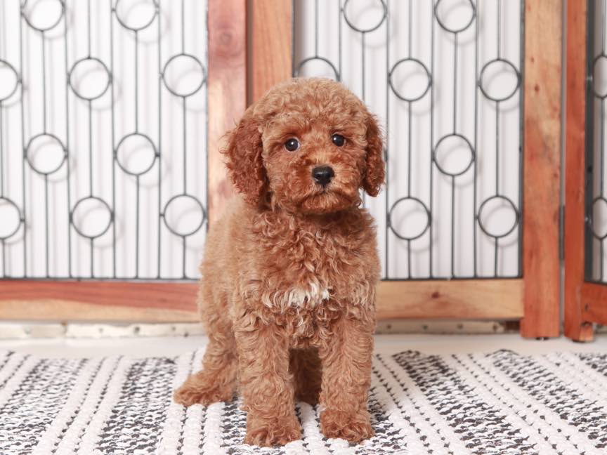 Poo perfect hot sale poodles