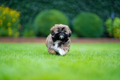 Shih Tzu Puppy Running