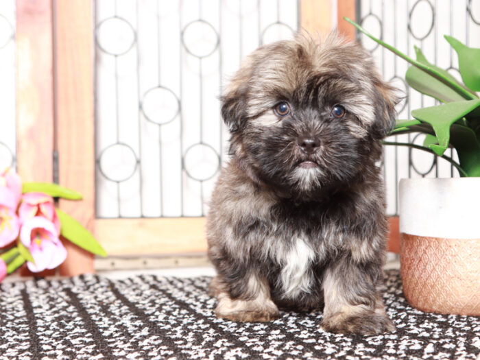 Smokey - Adorable Little Male Shorkie Puppy
