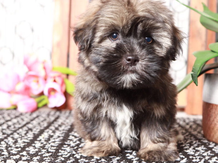 Smokey - Adorable Little Male Shorkie Puppy - Image 3