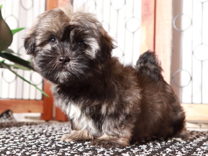 Smokey - Adorable Little Male Shorkie Puppy - Image 5