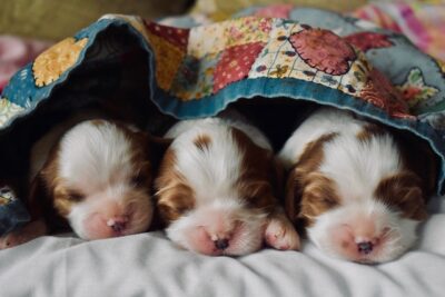 1-week old Cavalier Puppies