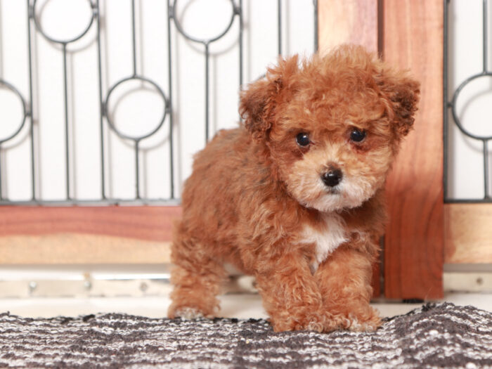 Sparky - Sweet Male F1B Yorkie-Poo Puppy