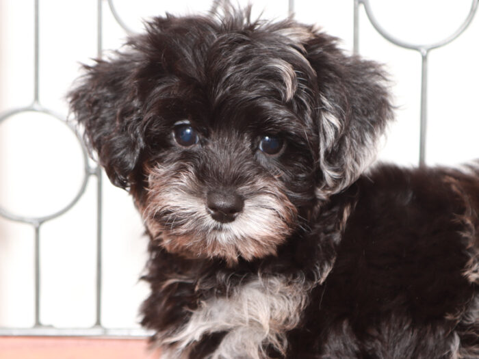 Sparky - Sweet Male Yorkie-Poo Puppy