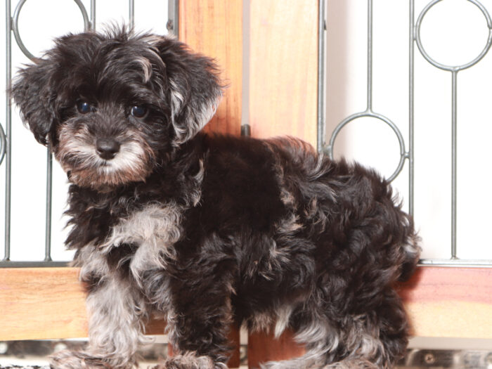 Sparky - Sweet Male Yorkie-Poo Puppy - Image 2