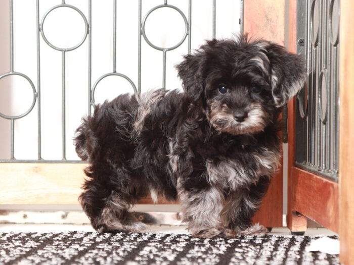 Sparky - Sweet Male Yorkie-Poo Puppy - Image 3