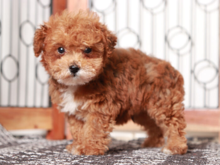 Sparky - Sweet Male F1B Yorkie-Poo Puppy - Image 4