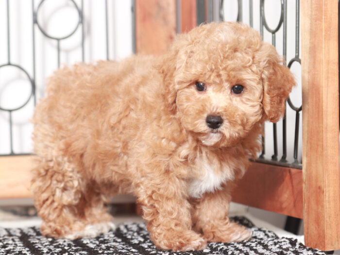 Sprinkles -  Precious Little Female Poodle Puppy