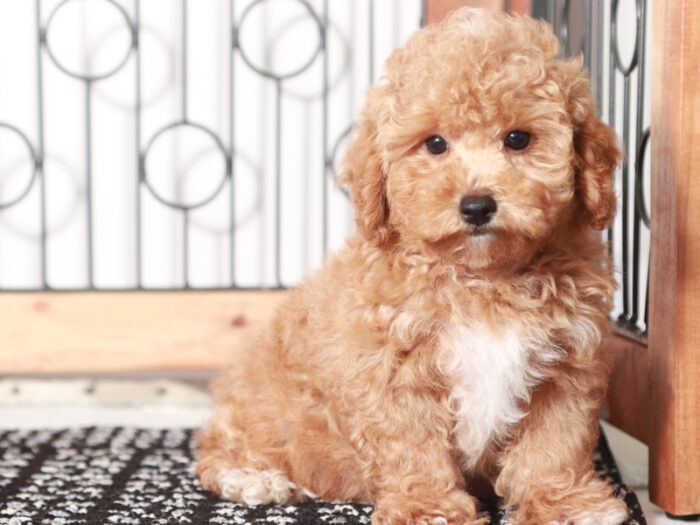 Sprinkles -  Precious Little Female Poodle Puppy - Image 2
