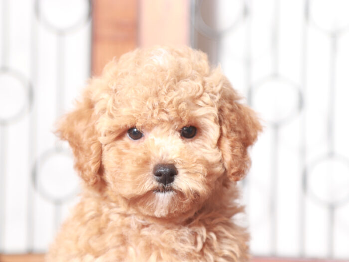 Sprinkles -  Precious Little Female Poodle Puppy - Image 3