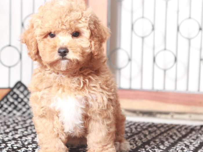 Sprinkles -  Precious Little Female Poodle Puppy - Image 4