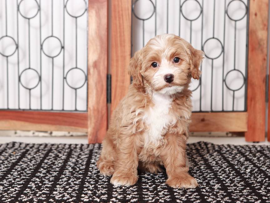 Stella - Loving Little Female Cockapoo Puppy - Florida Puppies Online