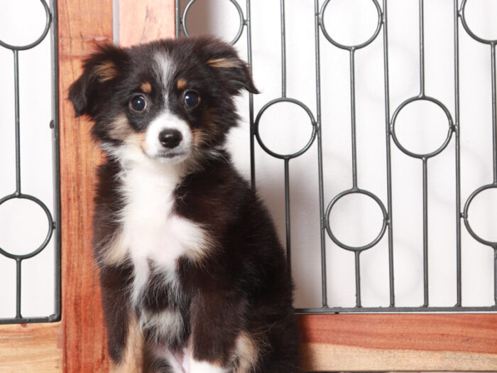 Stella - Darling Tri Female ACA Mini Aussie Puppy