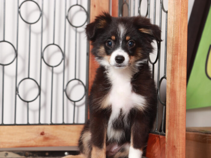 Stella - Darling Tri Female ACA Mini Aussie Puppy - Image 2
