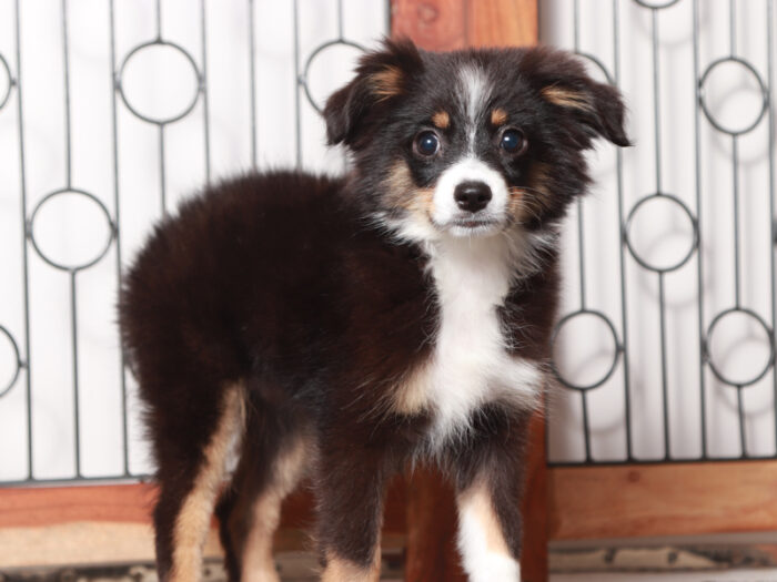 Stella - Darling Tri Female ACA Mini Aussie Puppy - Image 3
