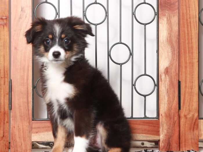 Stella - Darling Tri Female ACA Mini Aussie Puppy - Image 4
