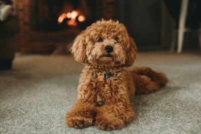 Toy poodle 2025 hypoallergenic dogs