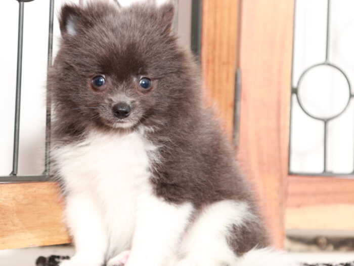 Storm - Awesome Little Blue Male Pomeranian Puppy