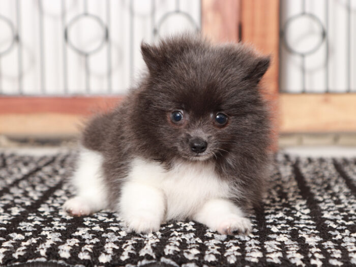 Storm - Awesome Little Blue Male Pomeranian Puppy - Image 2