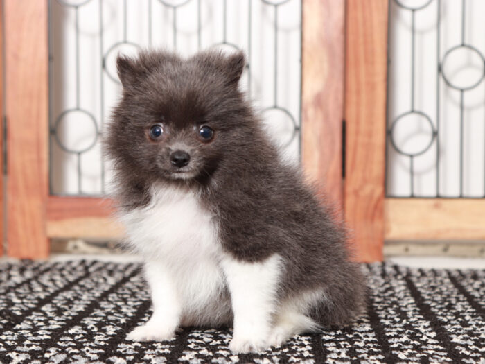 Storm - Awesome Little Blue Male Pomeranian Puppy - Image 3