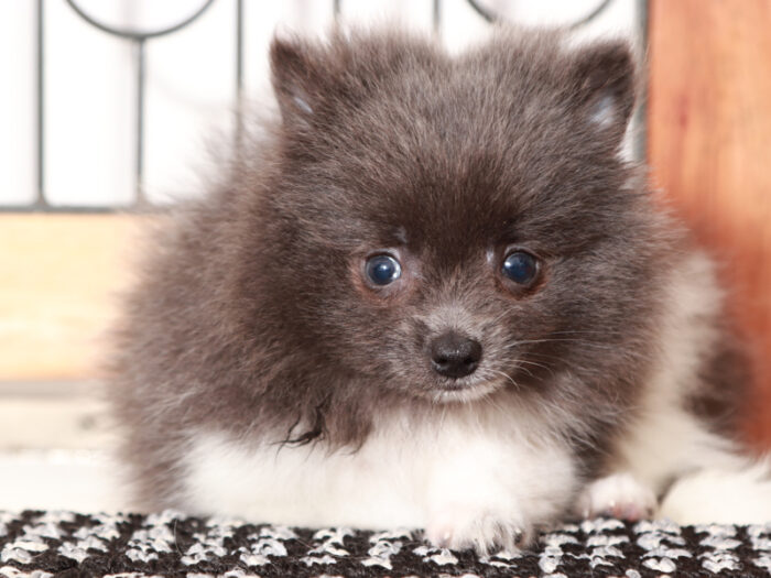 Storm - Awesome Little Blue Male Pomeranian Puppy - Image 4