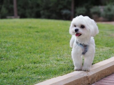 Do Maltese Shed