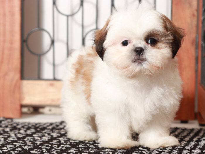 Teddy Male Shih Tzu