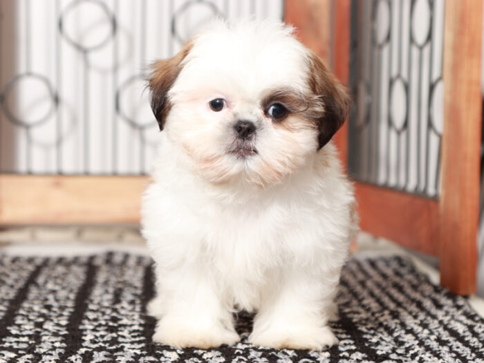 Teddy Male Shih Tzu - Image 2