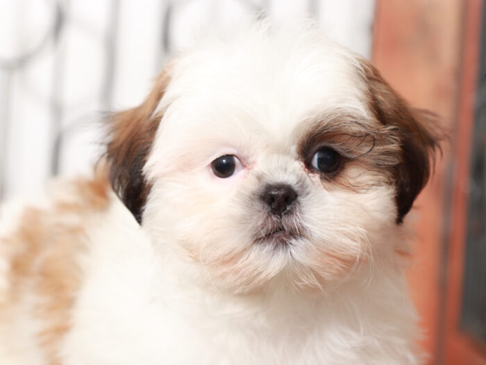Teddy Male Shih Tzu - Image 3