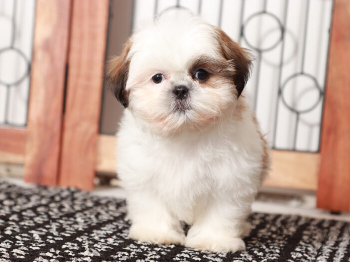 Teddy Male Shih Tzu - Image 4