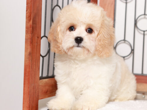 cavachon puppy