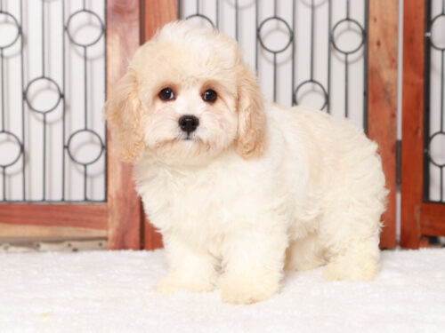 cavachon